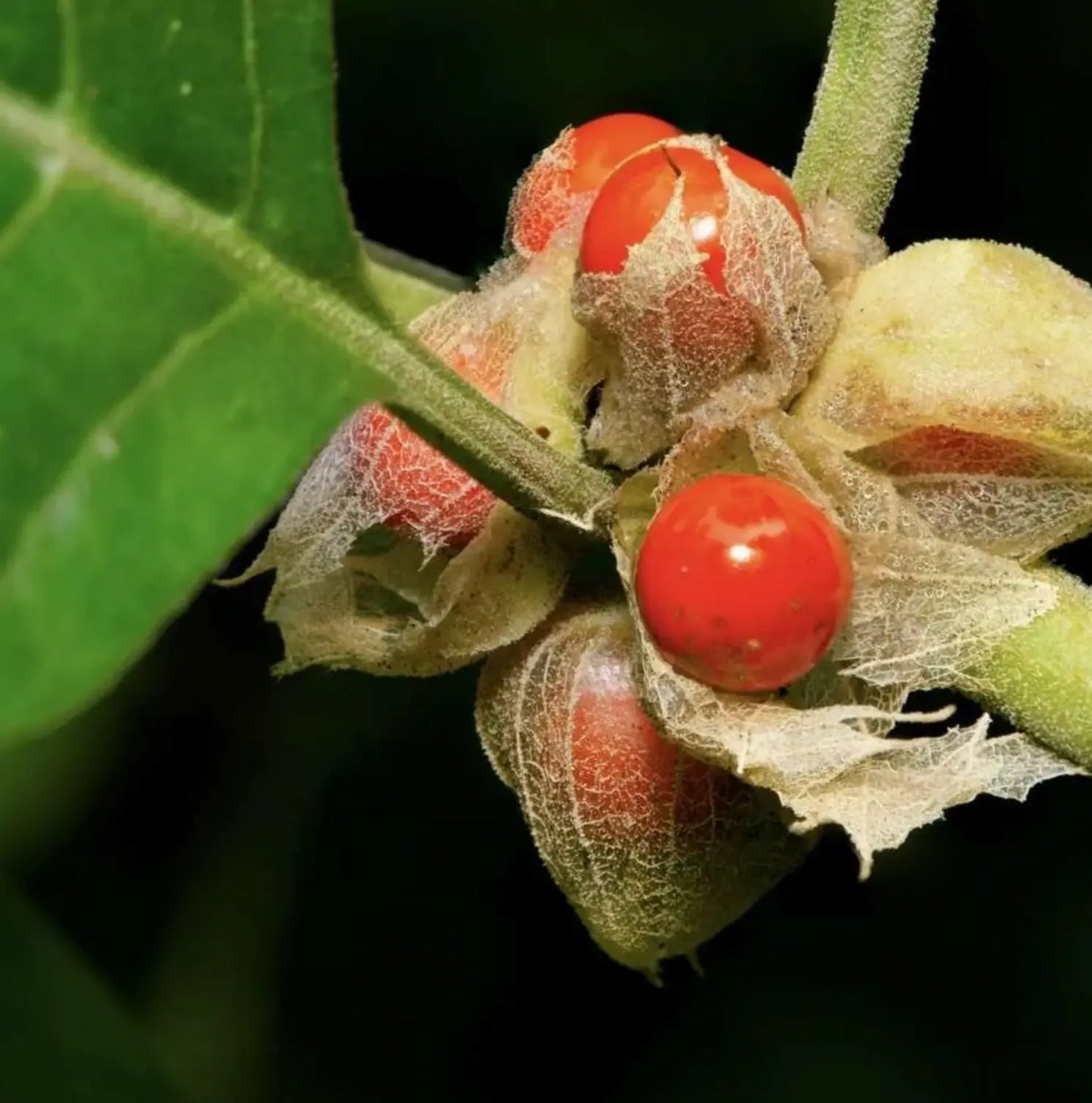 Capsules végétaliennes d'ashwagandha bio - FloraPharma
